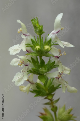 Closeup on the cream white flowering yellow-woundwort or stiff hedgenettl wildflower, Stachys recta photo