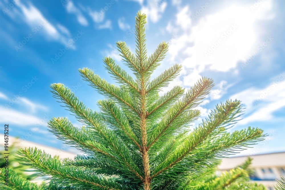 Pine Tree Against Bright Blue Sky - Festive Christmas Concept for Holiday Decorations or Seasonal Campaigns Pine Tree Against Bright Blue Sky - Festive Christmas Concept for Holiday Decorations or Seasonal Campaigns