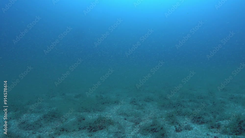 Underwater scene - Scuba diving in a krill cloud Underwater scene - Scuba diving in a krill cloud