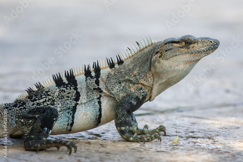 Close-up of Gray Black Iguana head looking sideways on a pool deck in Tamarindo Costa Rica - detailed view of face and feet and small piece of pineapple near foot photo