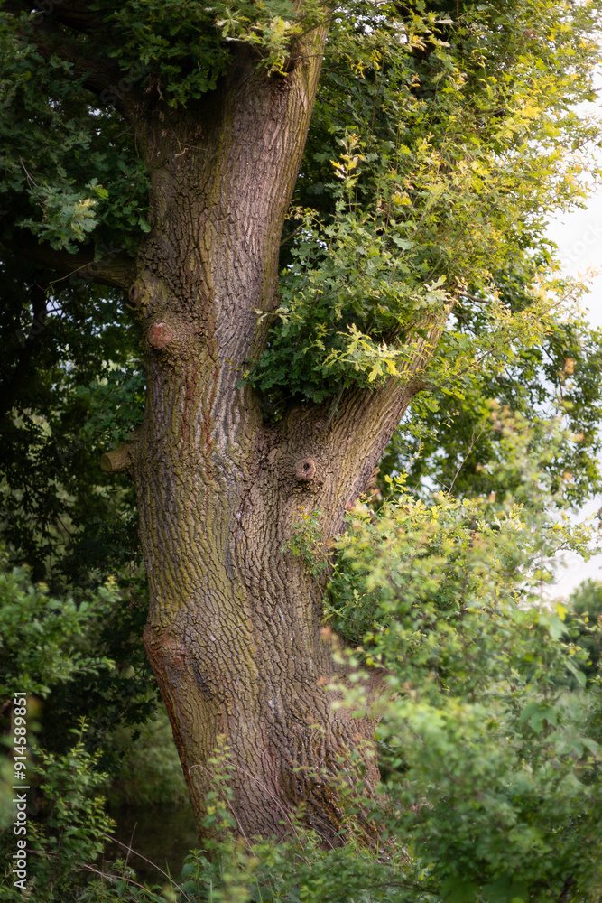 Fototapeta premium The trunk of an old oak tree