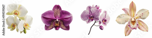  set of an orchid in full bloom, with intricate details of the petals, Petal Precision, Petal Mastery, Petal Perfection, Detailed View of Orchid Petals, Blooming Petals,  on a transparent backgrounds