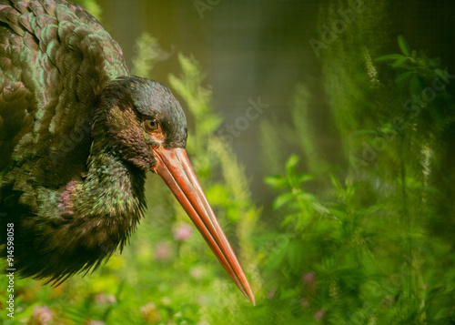 Detail close-up portrait of bird. Bird Black Stork photo