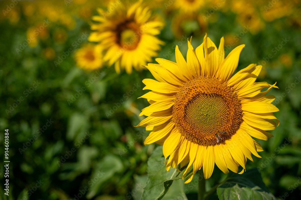 Detail of Sunflower Detail of Sunflower