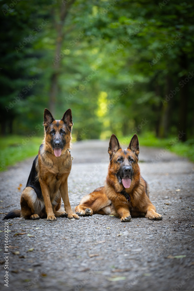 Naklejka premium Perros pastores alemanes de pura raza (German Shepherd) se sientan y se acuestan en un sendero forestal en un bosque verde de verano, papel tapiz colorido, fondo para el diseño