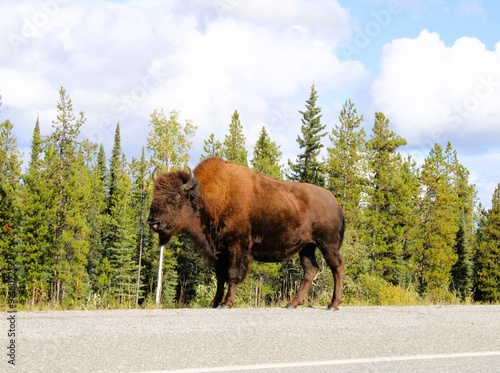 Buffalo in Yukon Territory