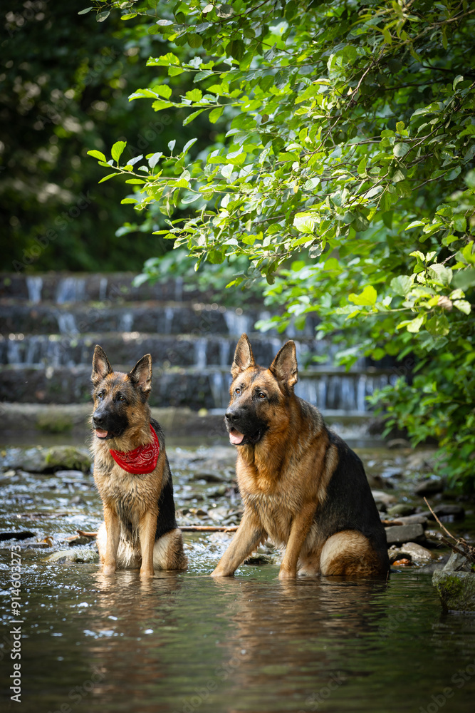 Naklejka premium Perro pastor alemán de pura raza salta y juega en el río con cascadas, papel tapiz colorido, fondo para tu diseño