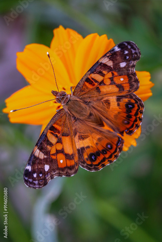 American Lady Butterfly on Sulfur Cosmos Flower