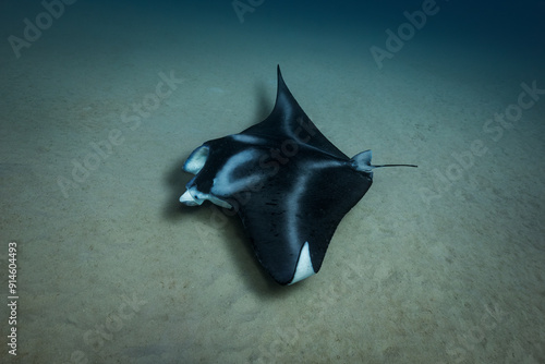 A coastal manta ray skims the sandy seafloor as it hunts for food in the waters of Oahu, Hawaii