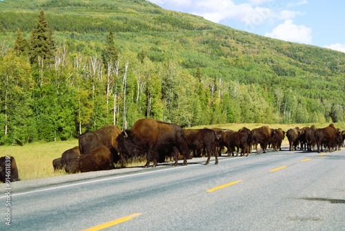 Herd of Buffalo