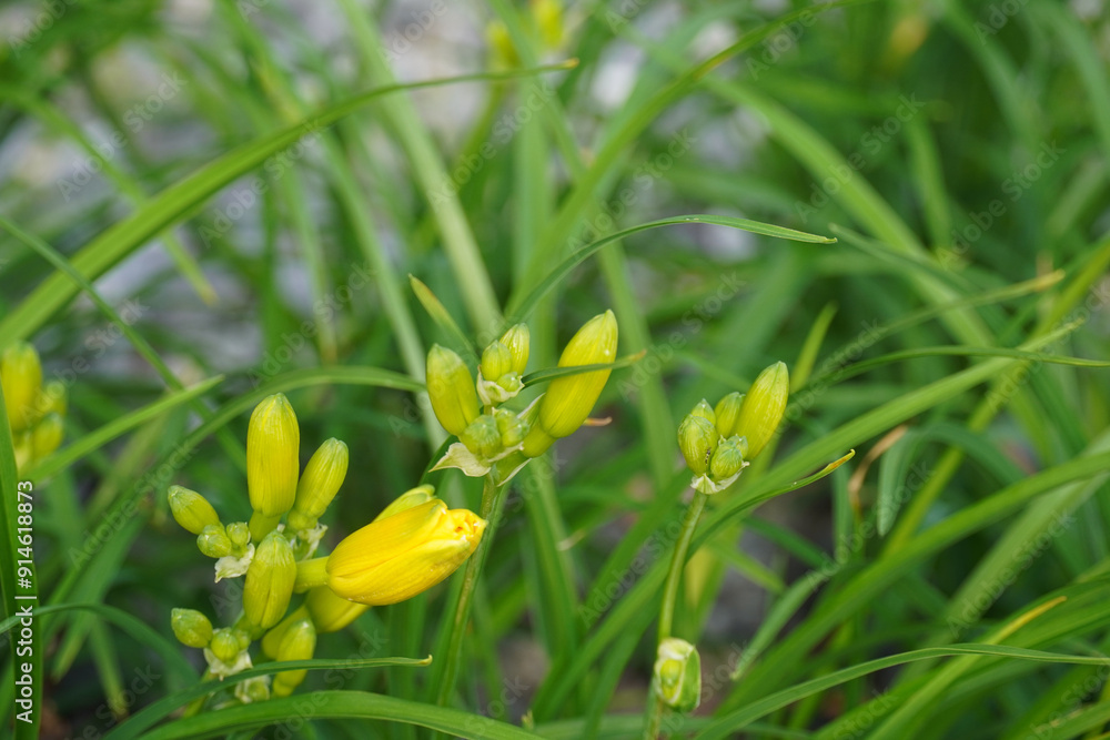 Close up of blooming yellow flower buds of Stella D'Oro, Daylily. Green leaves and buds background. Tallinn, July 2024 Close up of blooming yellow flower buds of Stella D'Oro, Daylily. Green leaves and buds background. Tallinn, July 2024