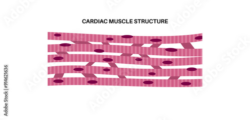 Cardiac muscle tissue