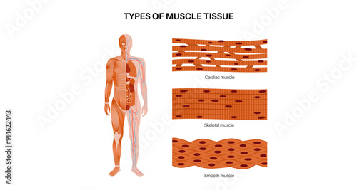 Human muscle tissues