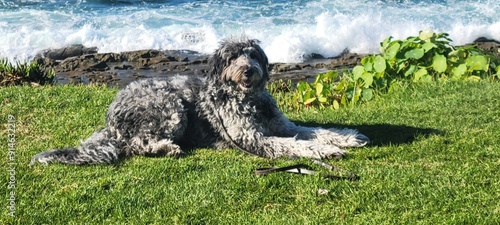 Dog at ocean