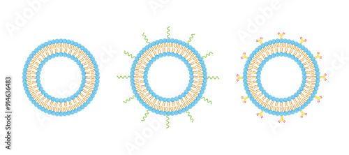 Conventional Liposome, PEGylated Liposome and Antibody-modified liposomes. Phospholipids, Drug encapsulation. Vector illustration.