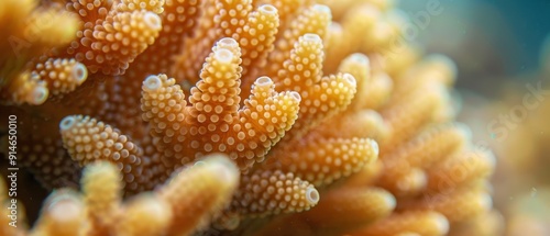 Fototapeta Naklejka Na Ścianę i Meble -  A close up of a coral reef with a large orange coral