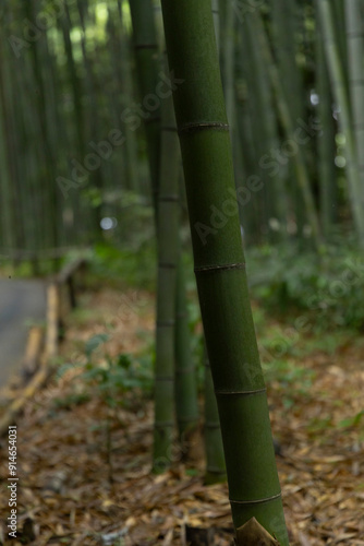 Bamboo Forest in Kyoto