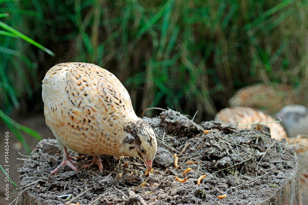 laying quail bird in bird paradise laying quail bird in bird paradise