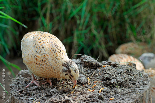 laying quail bird in bird paradise