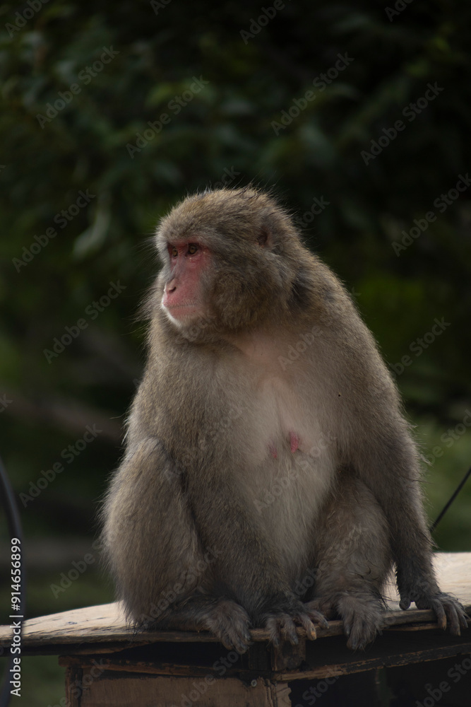 Naklejka premium Iwatayama Monkey Park