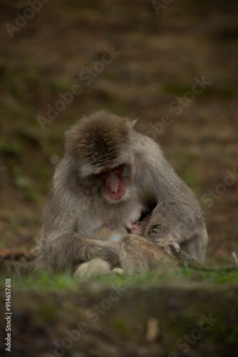 Iwatayama Monkey Park