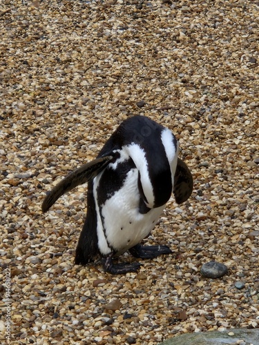 penguin on the beach