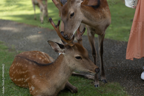 Deer in Nara Deer Park