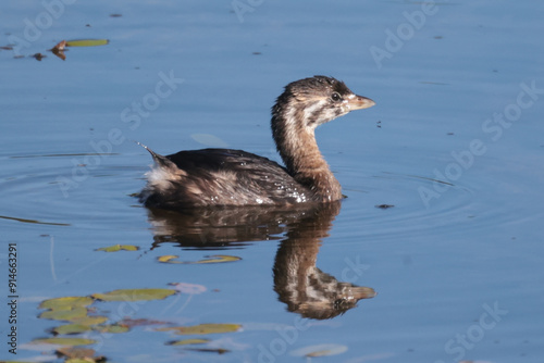 Pie Billed Griebe swimming, diving, feeding and preening on marsh pond in bright summer sun