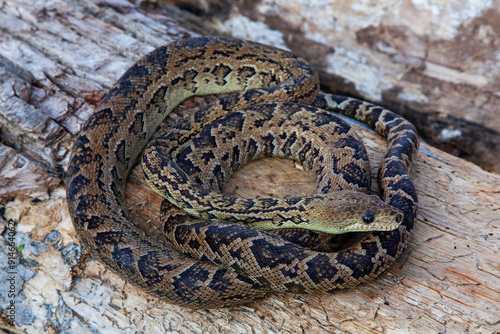 Coiled boa snake lies on a wooden background