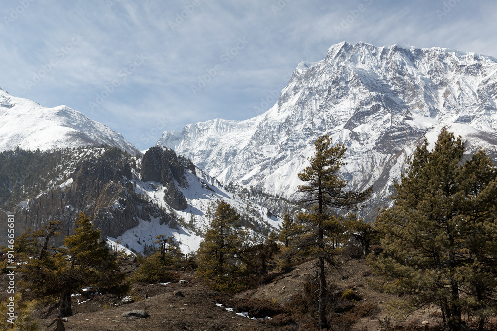 Thriving pine trees on mountainside with snow-capped peaks in nepal. Tranquil wilderness for outdoor enthusiasts. Stunning landscape for trekking and hiking Thriving pine trees on mountainside with snow-capped peaks in nepal. Tranquil wilderness for outdoor enthusiasts. Stunning landscape for trekking and hiking