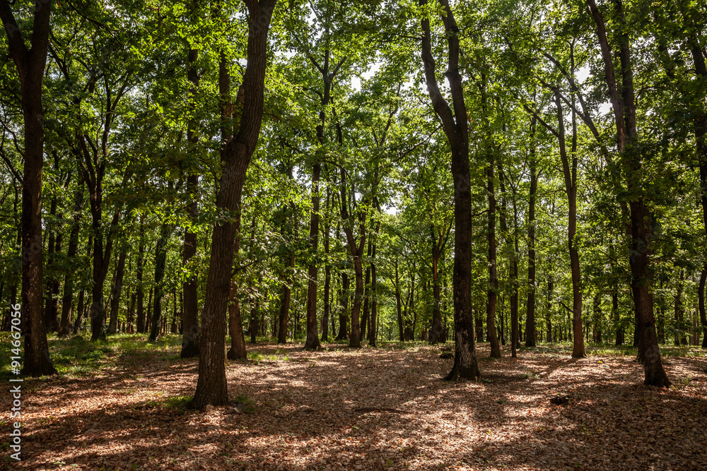 A serene view of the forest in Fruska Gora, Serbia. The image showcases the dense foliage and tall trees, creating a tranquil and natural atmosphere. A serene view of the forest in Fruska Gora, Serbia. The image showcases the dense foliage and tall trees, creating a tranquil and natural atmosphere.