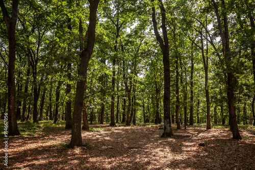 A serene view of the forest in Fruska Gora, Serbia. The image showcases the dense foliage and tall trees, creating a tranquil and natural atmosphere.