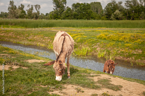 Selective blur on Donkeys Standing and grazing in a Pasture in Vojvodina, Serbia, Zasavica, at dusk. Equus Asinus, or domestic donkey, is a cattle farm animal. photo