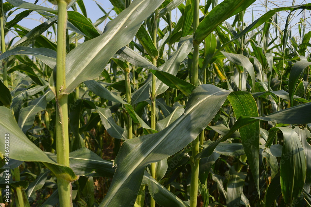 Obraz premium corn in the field