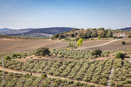 Olive trees growing in Andalusia.