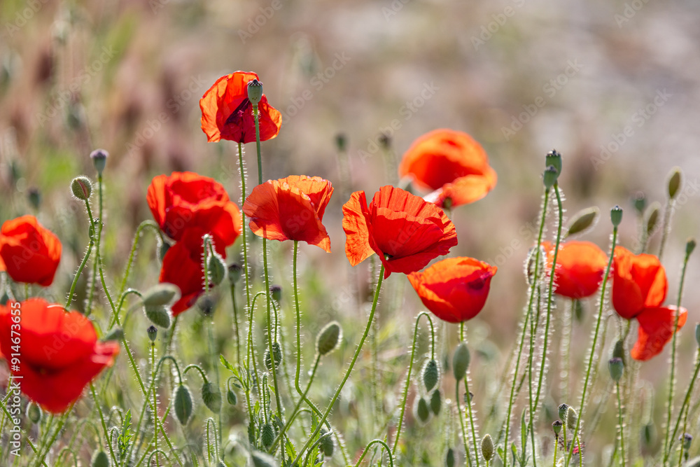 Obraz premium Wild poppies growing in Andalusia.