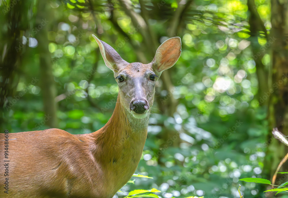 Portrait of a doe staring at the camera. Portrait of a doe staring at the camera.