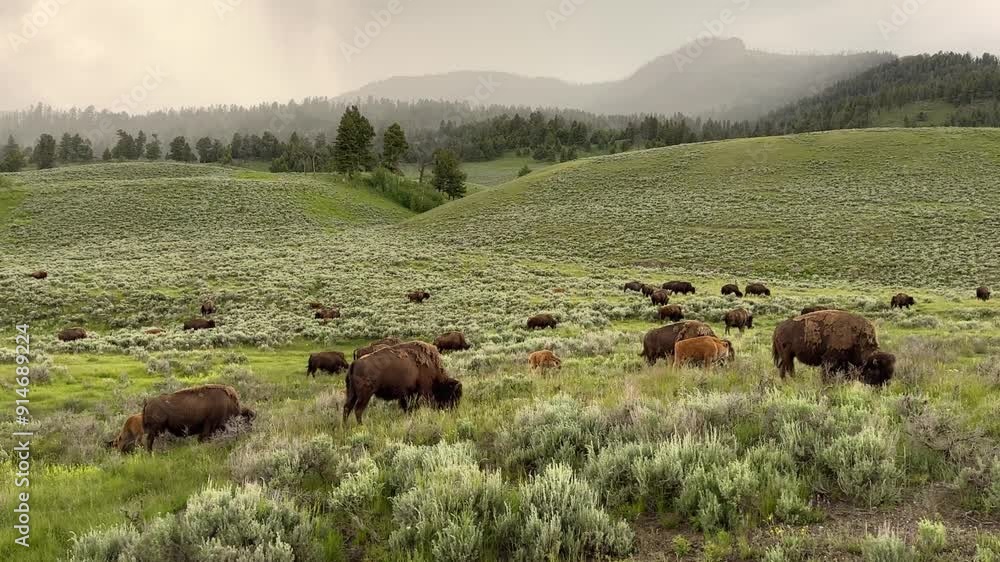 Video of a herd of bison in Yellowstone National Park, Wyoming, USA. Summer 2023. Video of a herd of bison in Yellowstone National Park, Wyoming, USA. Summer 2023.