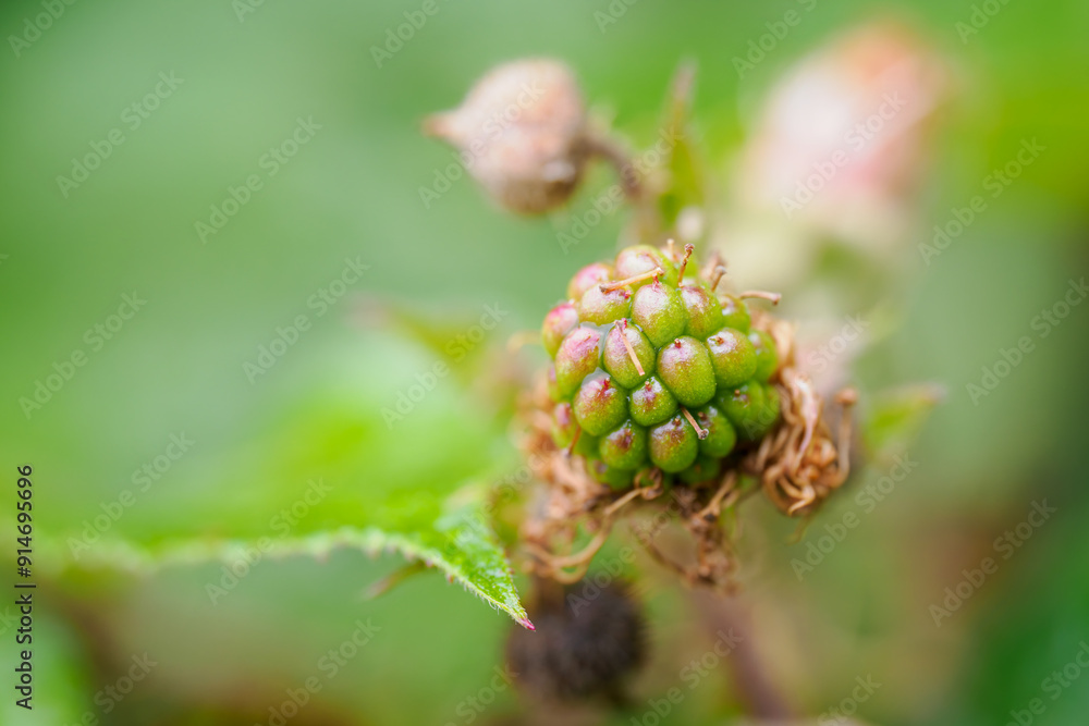 Green blackberry fruit in detail. Green blackberry fruit in detail.
