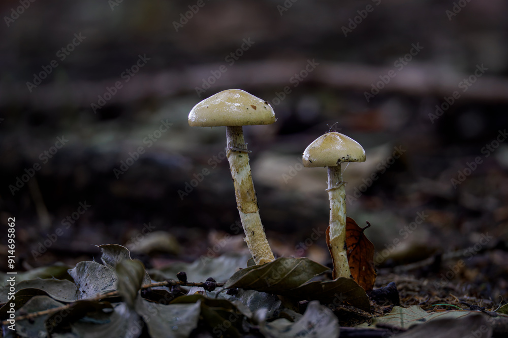 Two inedible mushrooms in the forest. Two inedible mushrooms in the forest.