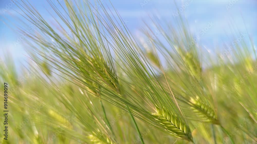 風に揺れる大麦の穂と青空 FIX 風に揺れる大麦の穂と青空 FIX