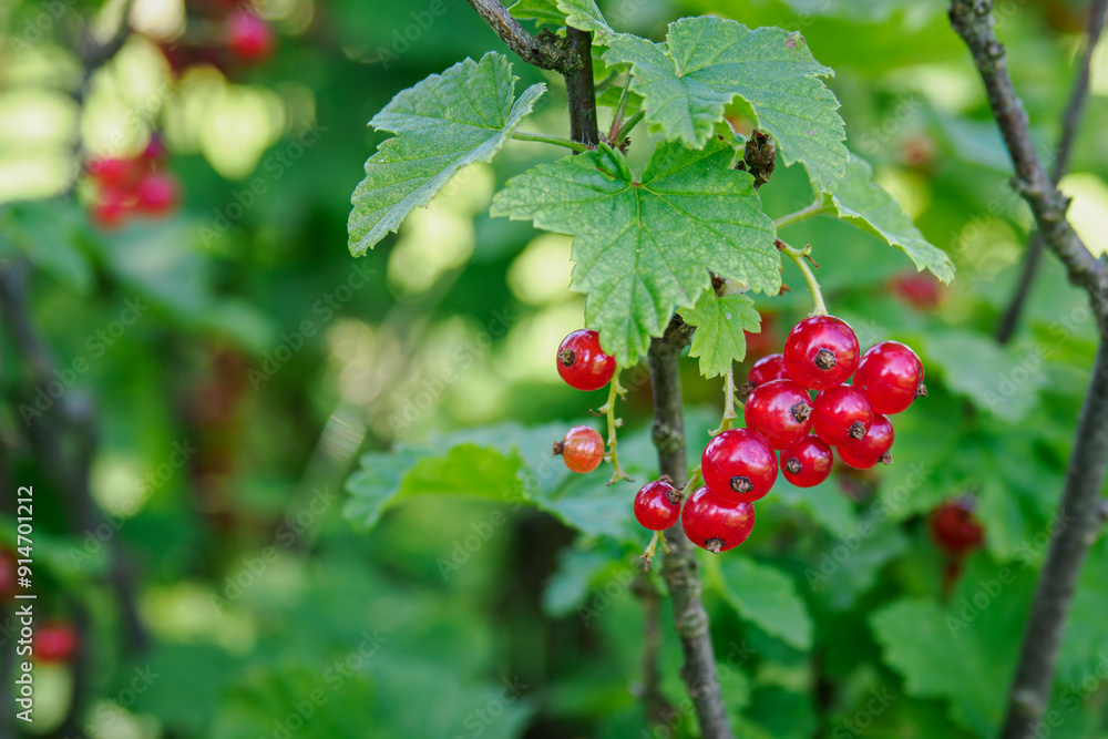 Red balls of red currant on a bush. Red balls of red currant on a bush.