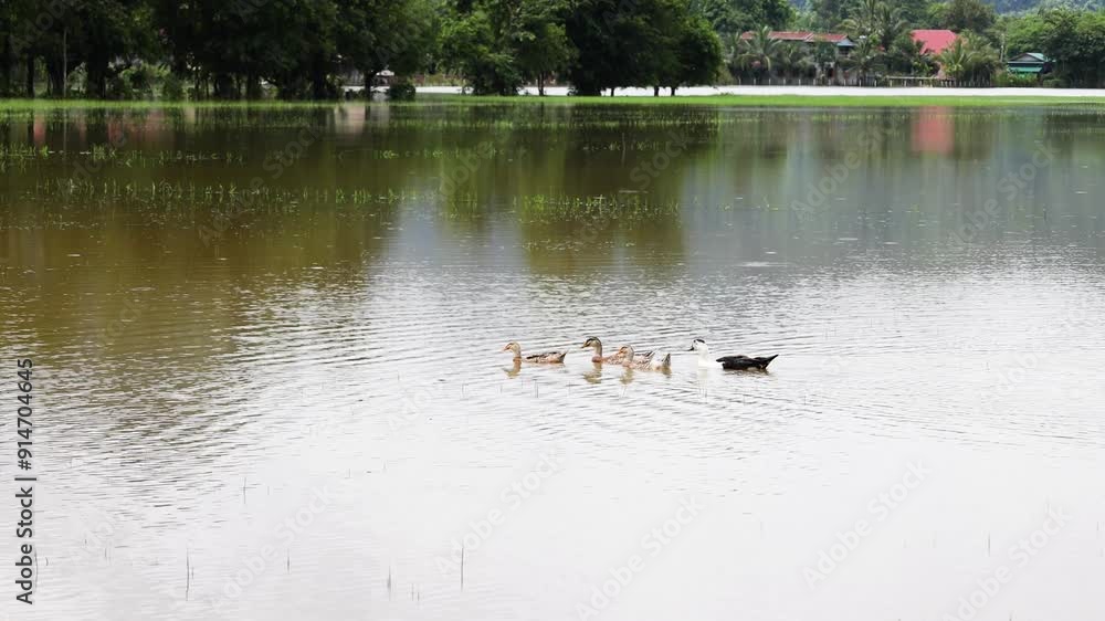 Ducks group play in a flooded paddock next to a village in Myanmar. Ducks group play in a flooded paddock next to a village in Myanmar.