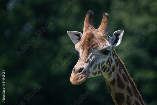 Canvas Print Close-up of giraffe head outdoors in nature.