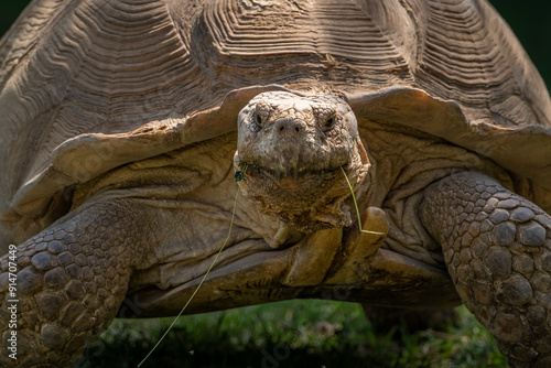 Giant tortoise outdoors in nature. photo