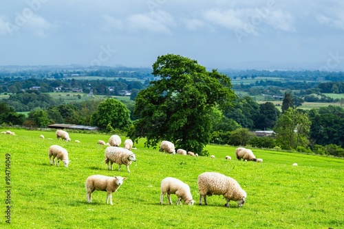 Sheeps and Farms in Yorkshire Dales National Park, North Yorkshire, England photo