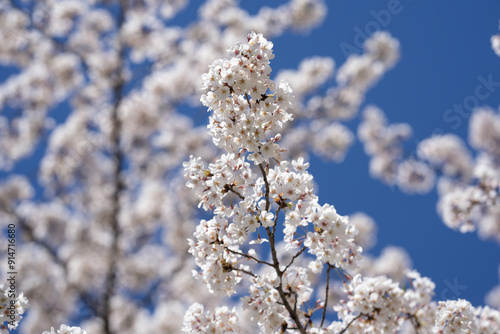 White blossom flower pattern. Flower pattern for spring background. Nature background. Flower pattern. Flower pattern design.