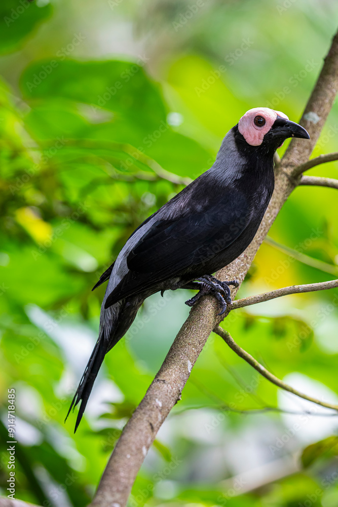 The coleto is endemic to the Philippines.
Its natural habitats are subtropical or tropical dry forest, subtropical or tropical moist lowland forest, and subtropical or tropical moist montane forest. The coleto is endemic to the Philippines.
Its natural habitats are subtropical or tropical dry forest, subtropical or tropical moist lowland forest, and subtropical or tropical moist montane forest.