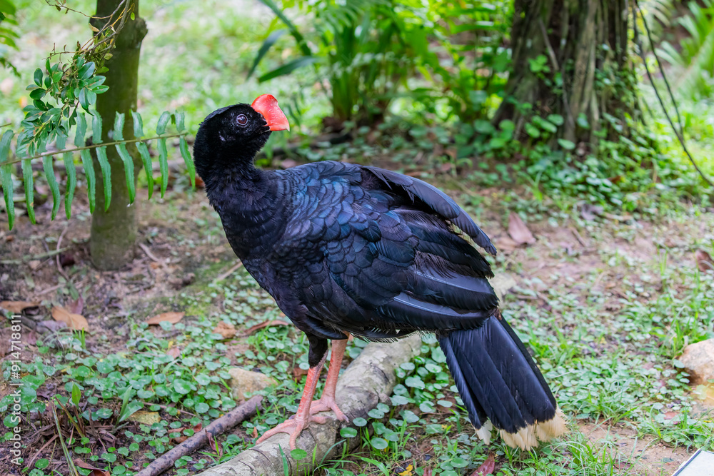 The razor-billed curassow (Mitu tuberosum) is a species of bird in the family Cracidae, the chachalacas, guans, and curassows. It is found in Bolivia, Brazil, Colombia, and Peru The razor-billed curassow (Mitu tuberosum) is a species of bird in the family Cracidae, the chachalacas, guans, and curassows. It is found in Bolivia, Brazil, Colombia, and Peru