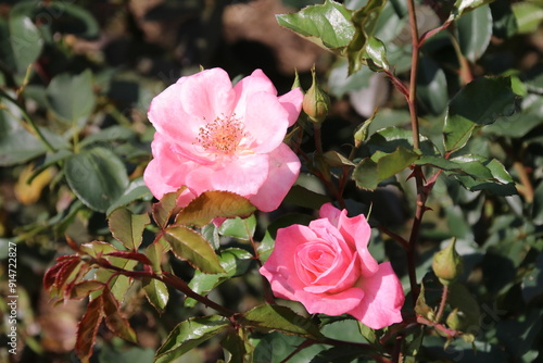 秋の薔薇。リリベット。